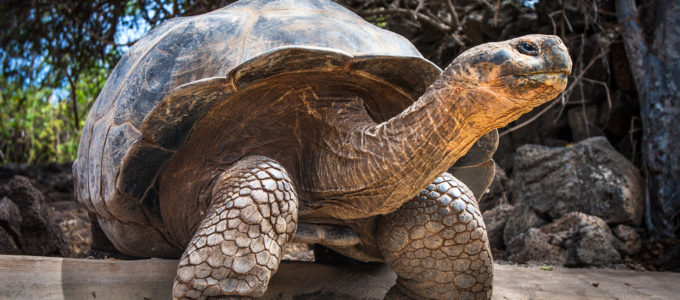 Photo: Galapagos Turtle